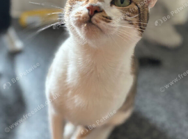 4 year old girl