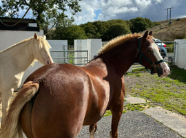 Section c gelding