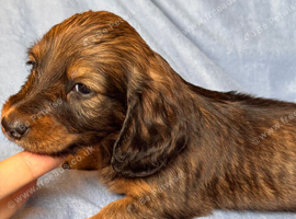 Long & Short Haired Sable over Cream Dachshund puppies