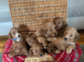 F1 red/golden cockapoo