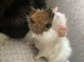 Baby female guinea pigs