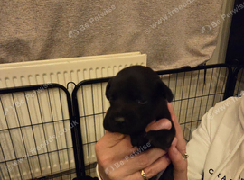 Gorgeous Patterdale puppies