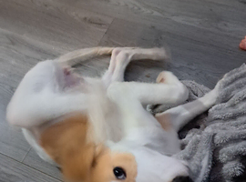 5 month old female