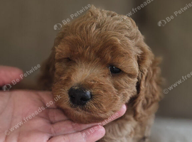 Ready, breeder, 4 dna clear red small miniature cockapoo litter