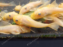 L144 Blue eyed Lemon Bristlenose Pleco