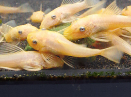 L144 Blue Eyed Lemon Bristlenose Pleco