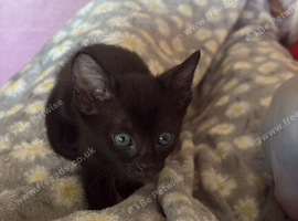 Sphynx  black hardly fluffy