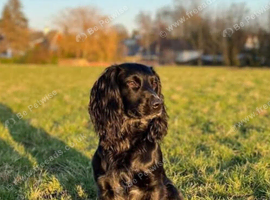 Handsome Henry
