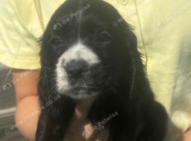 Show type cocker spaniel puppies 2boys 2 girls