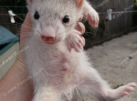 Micro x angora