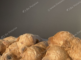 Beautiful F1 Poochon puppies