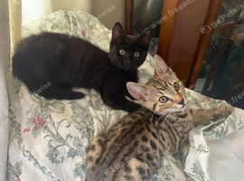 black bengal kitten -10 weeks old available now