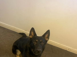 Female pup