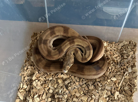 Male and female boa