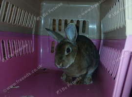 Rabbit