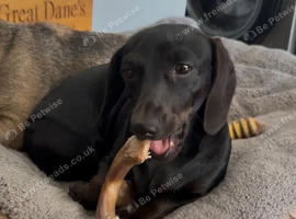 Pure black miniature Dachshund