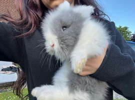 8 week old pure lionhead  doe