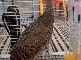 Kala teetar female for sale