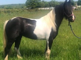 12.1hh coloured cob, mare