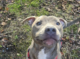 REHOMING, Frank, our beautiful blue Staff