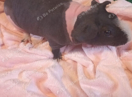 Beautiful boy Skinny pig for sale!