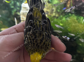 Lizard canary