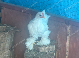 Pekin rooster