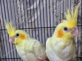 2 hand tame baby cockateals