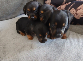 4 beautiful little puppy