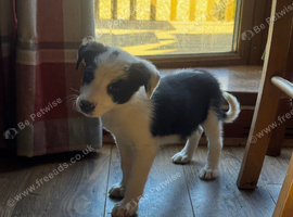 The cutest collie puppy's