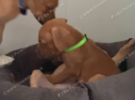 DDB CROSS CANE CORSO