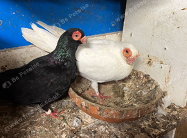 barb pigeon