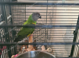 Male Senegal tame talking