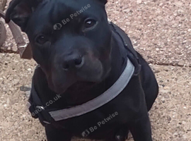 6 months old staffy x male