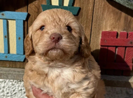 Cockapoo Puppies