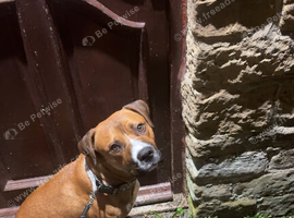 Rottweiler X Staffy for sale
