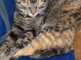 Female Cat