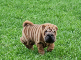 Shar Pei Puppy from poag/pll and spaid screened parents