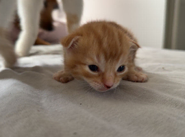Male kitten