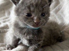 Four Adorable Kittens!