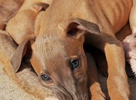 Beautifull whippet puppies
