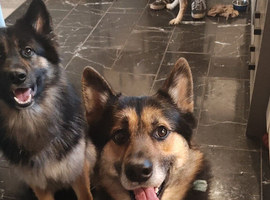 Siberian Husky x German shepherd