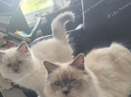 GCCF TICA beautiful kittens Active
