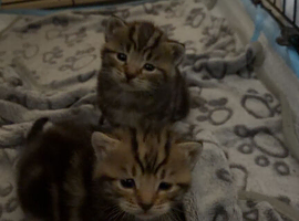 Beautiful kitties looking for there forever loving homes.