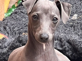 Kc registered blue Italian greyhounds