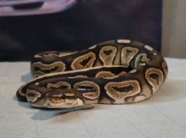 Cb24 cinnamon