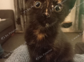 7 beautiful fun loving kittens looking for their forever loving home