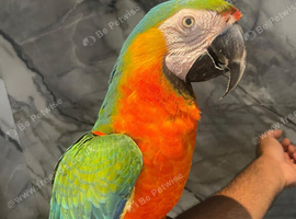 Friendly Super Tame Cuddly Talking Harlequin Macaw Parrot,4
