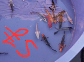 koi beautiful colours hand picked