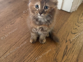 Brown tabby kitten
